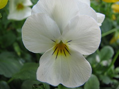 White Viola