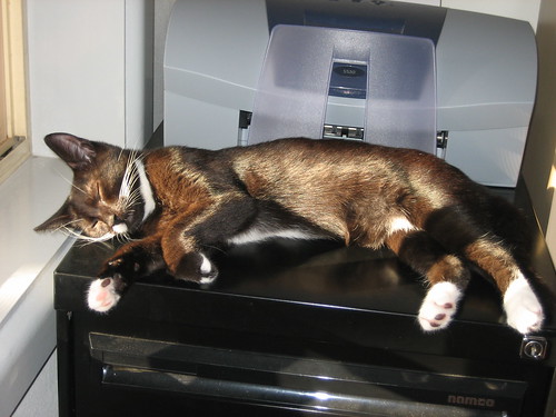 Sunbaking on the filing cabinet