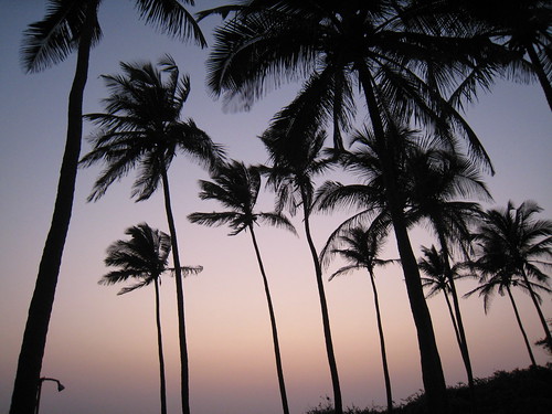 Palms of Goa