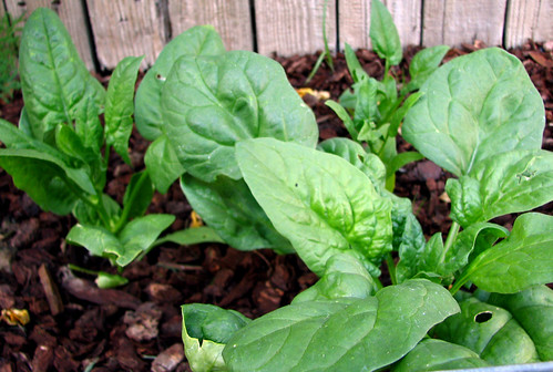 Spinach before they where chopped and eaten