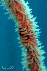 Shrimp on Whip Coral, Thailand