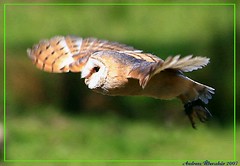 (298) flying owl - wildpark eekholt