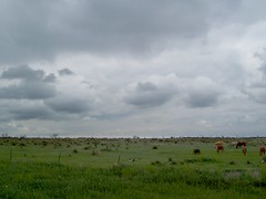 horses and clouds