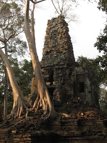 Les arbres prennent le dessus sur les temples