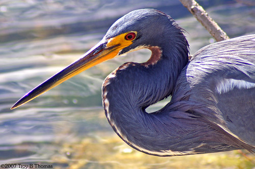 Tricolored Heron; Photography by Troy Thomas