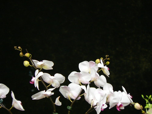 Orchids Desktop Wallpaper