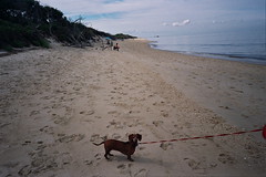 Maggie in Cape May