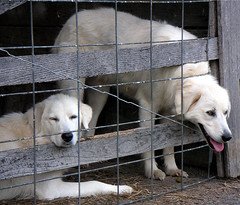Maremma livestock guardian dogs