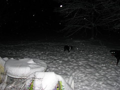 Nellie and Boomer out in the snow at night