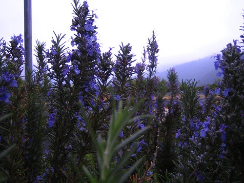 彩雲農場～這是迷迭香的花