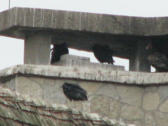 black and turkey vultures OOS