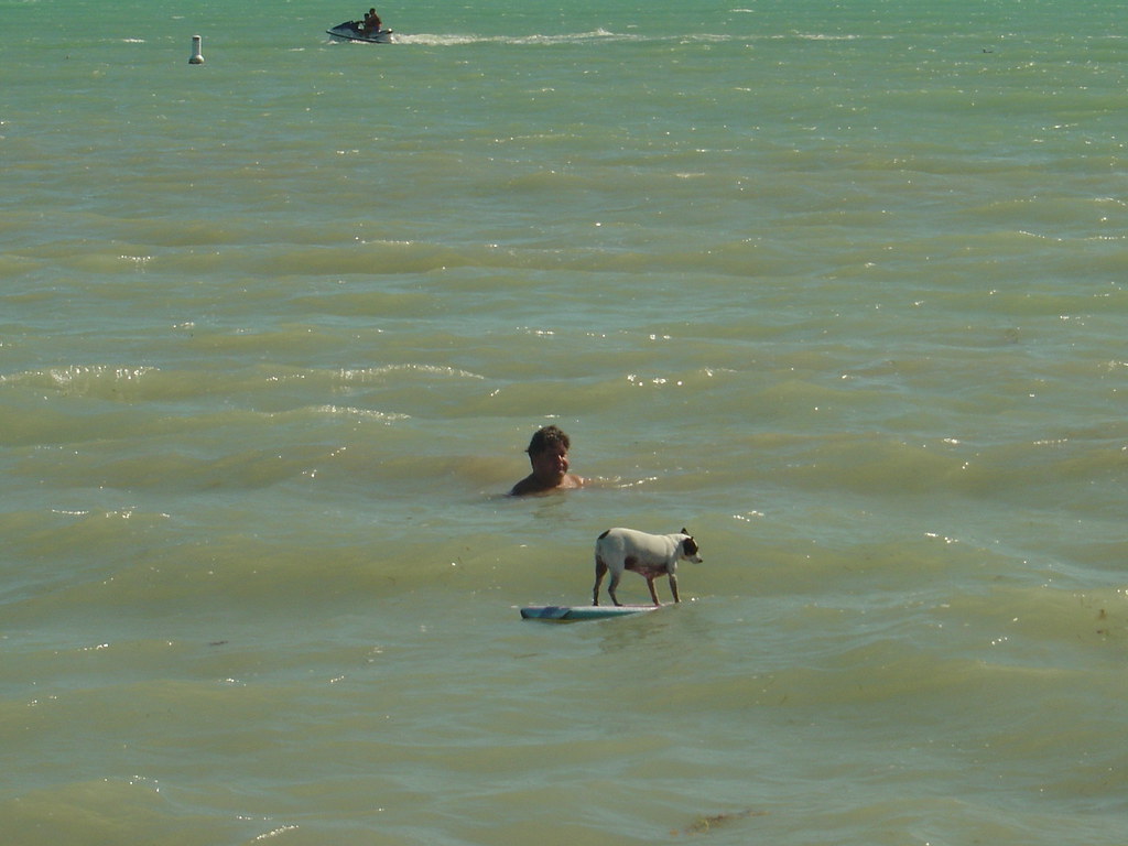 Mad dog owner, Key West