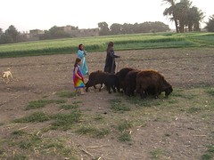 Sheep in Luxor