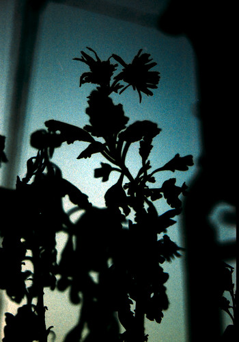 chrysanthemum (silhouette)