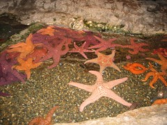 Colorful Starfish
