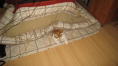 Ryuu-chan sleeping in the kotatsu