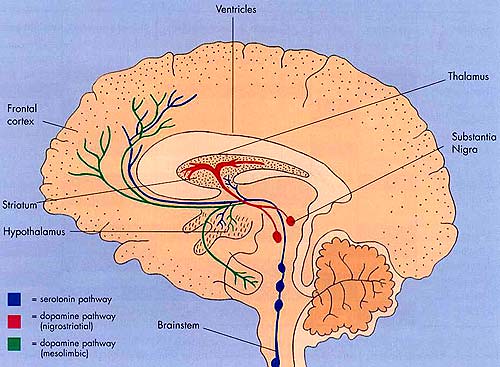 human brain diagram. cross-section human brain