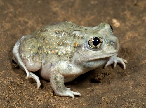 Spadefoot toad photo