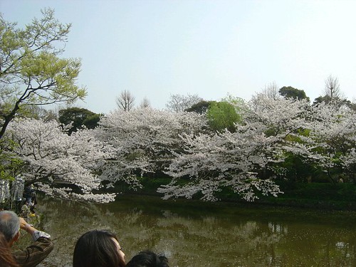 Sakura in Kamakura