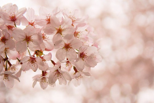 cherry blossom flower. cherry blossoms in Japan.