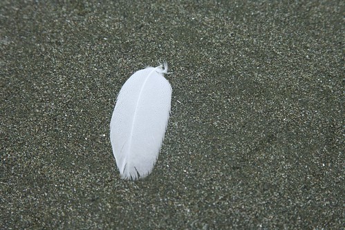 One white feather
