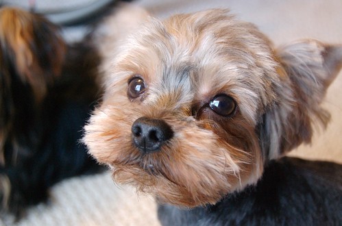 Haircuts For Yorkshire Terriers. Yorkshire terrier dog breeders