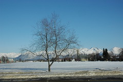 Tree on the Park Strip, Anchorage, Alaska April 207