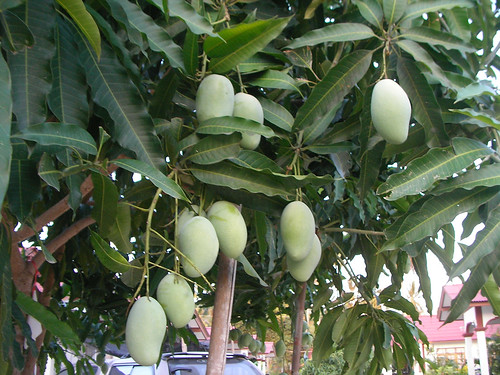 green mango tree