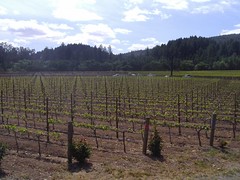 new vineyard 2007
