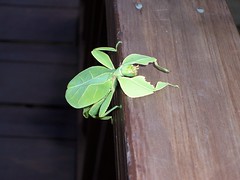 Leaf Insect by M0les, on Flickr