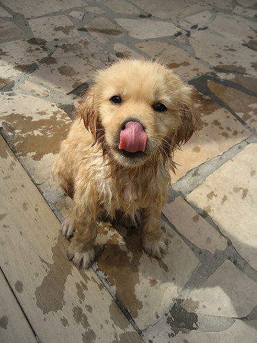 puppy and kittens pictures. Wet Puppy, 8.9 out of 10 based