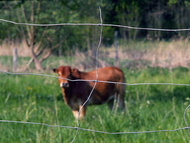 Kuh - durch den Zaun gesehen