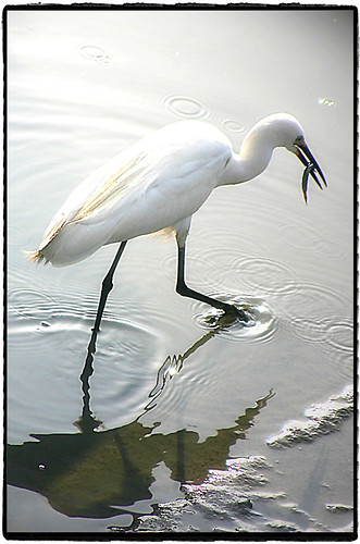 鷺鷥 Snowy Egret