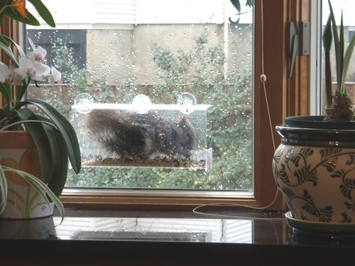 squirrel in the window feeder