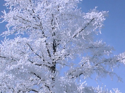 A Snowy Tree in March