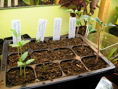 More Nightshade Seedlings (2 Weeks Old)