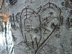 heavily-carved beech tree