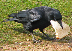 the crow takes the bread