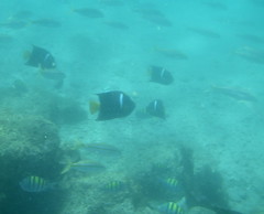fish seen while snorkeling in Sea of Cortez