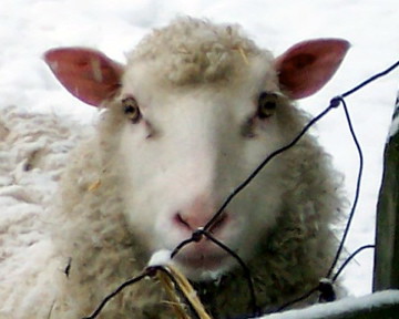sheep closeup 2