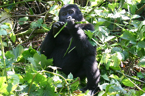 There are only approximately 650 gorillas left in the world, so the chance 