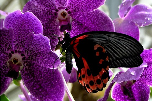 Butterfly Beautiful Pictures