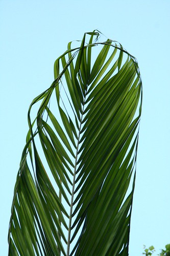 date palm leaves. Hurrican palm leaf unfurling