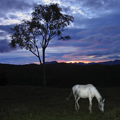 Dawn Horse - Matutu - 2006