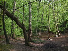 Beech woods