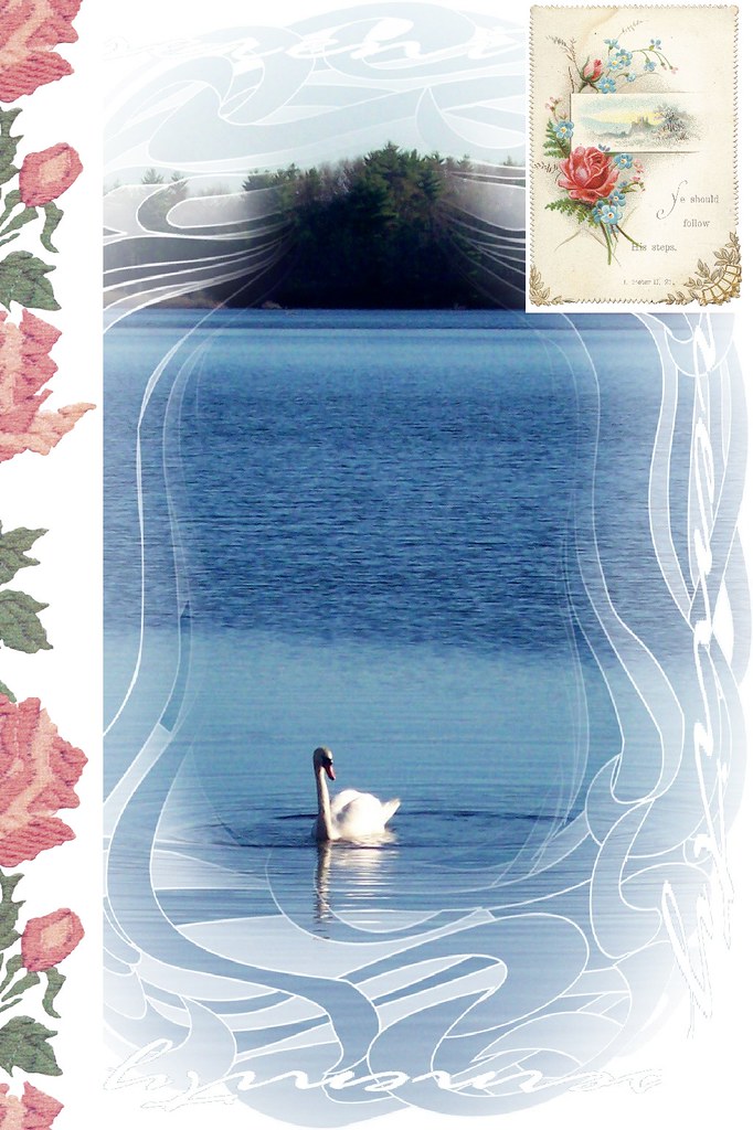 pretty swan card