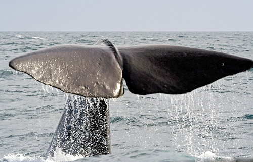 whale watching in sri lanka. Whale watching now spotting In