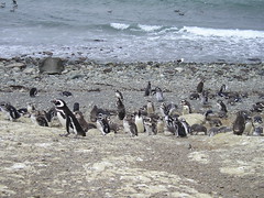 Magellenic Penguins