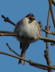 Fluffed-up Reed Bunting