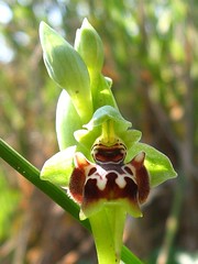 Ophrys Carmeli - ×“×‘×•×¨× ×™×ª ×“×™× ×¡×ž×•×¨ - by yoel_tw